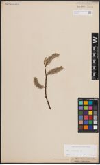 Foto von Salix caprea L.
